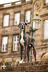 Great Dane