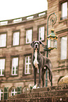 Great Dane
