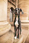 Great Dane