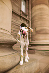 Deutsche Dogge Puppy
