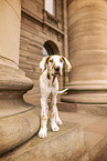 Deutsche Dogge Puppy