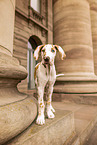 Deutsche Dogge Puppy