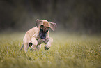 Great Dane pupp