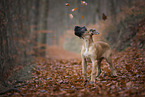 Great Dane pupp