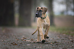 Great Dane pupp