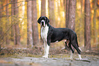 Great Dane
