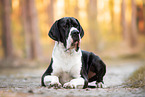 Great Dane