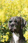 Great Dane in rape field