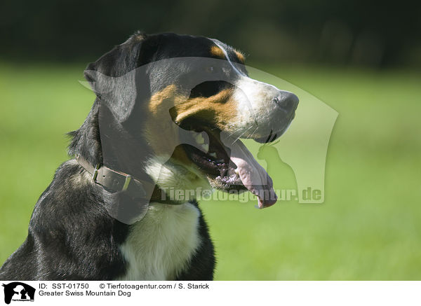 Groer Schweizer Sennenhund / Greater Swiss Mountain Dog / SST-01750