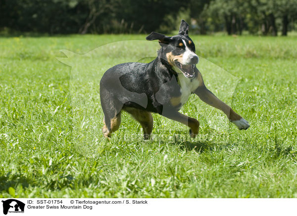 Groer Schweizer Sennenhund / Greater Swiss Mountain Dog / SST-01754