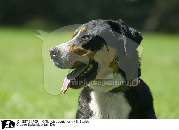 Gro�er Schweizer Sennenhund / Greater Swiss Mountain Dog / SST-01755