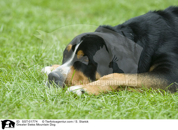 Groer Schweizer Sennenhund / Greater Swiss Mountain Dog / SST-01774