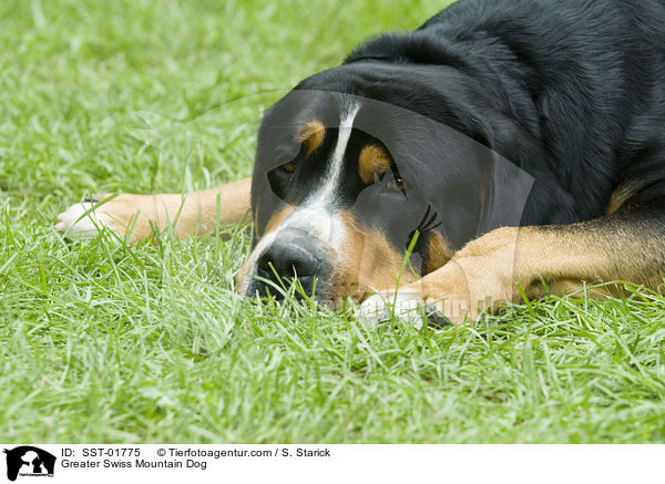 Groer Schweizer Sennenhund / Greater Swiss Mountain Dog / SST-01775