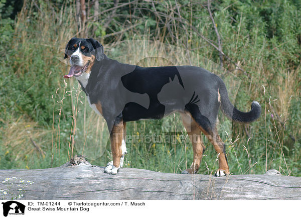 Great Swiss Mountain Dog / TM-01244