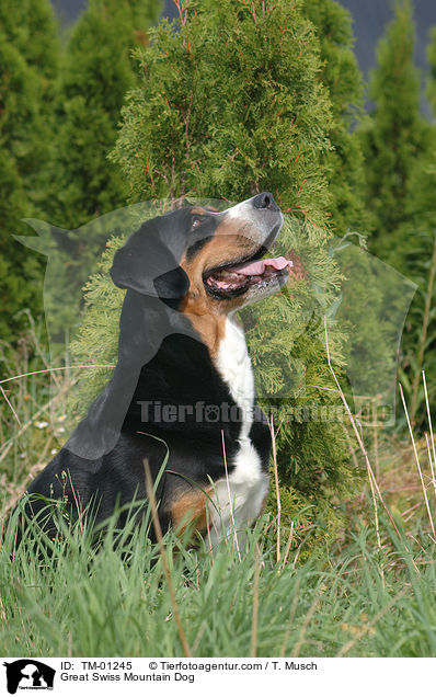 Great Swiss Mountain Dog / TM-01245