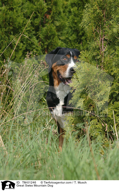 Groer Schweizer Sennenhund / Great Swiss Mountain Dog / TM-01246
