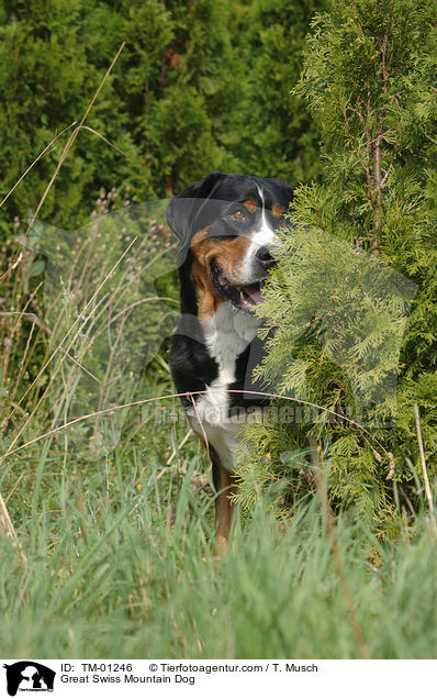 Great Swiss Mountain Dog / TM-01246