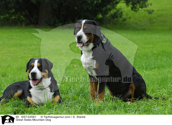 Great Swiss Mountain Dog / SST-02581