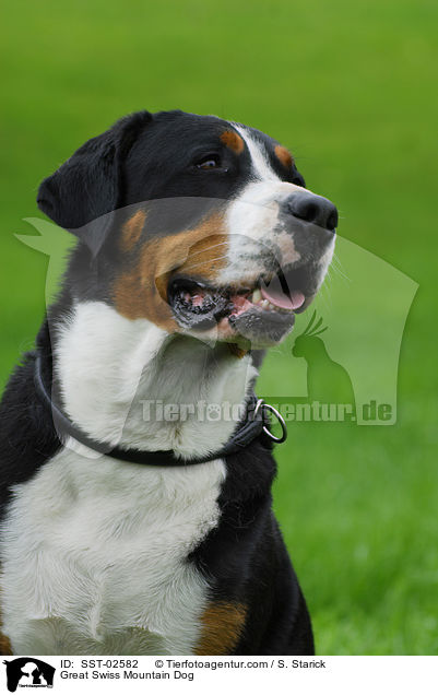 Great Swiss Mountain Dog / SST-02582