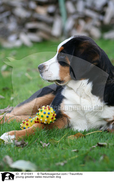 young greater swiss mountain dog / IF-01041