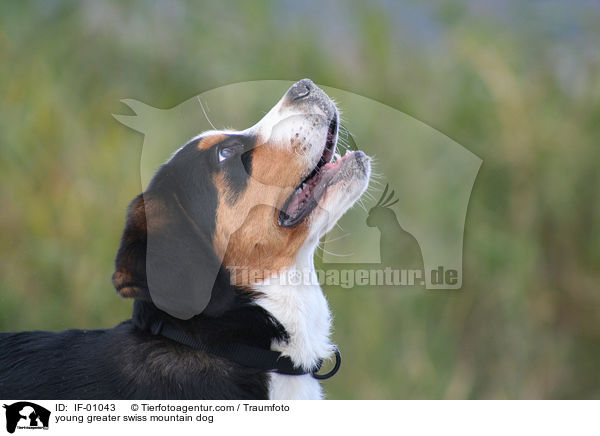 junger Groer Schweizer Sennenhund / young greater swiss mountain dog / IF-01043