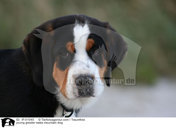junger Groer Schweizer Sennenhund / young greater swiss mountain dog / IF-01045