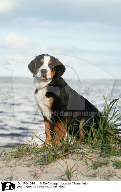 junger Groer Schweizer Sennenhund / young greater swiss mountain dog / IF-01046