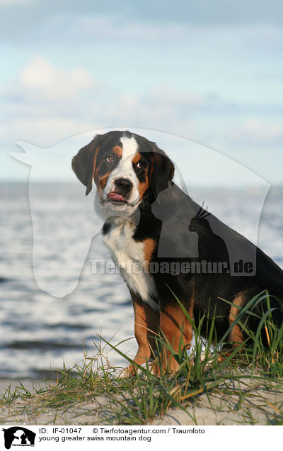 junger Groer Schweizer Sennenhund / young greater swiss mountain dog / IF-01047