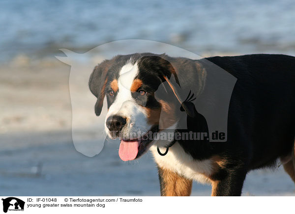 junger Groer Schweizer Sennenhund / young greater swiss mountain dog / IF-01048