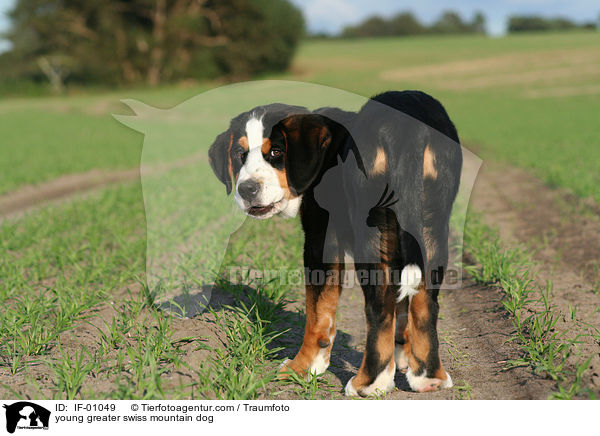 junger Groer Schweizer Sennenhund / young greater swiss mountain dog / IF-01049