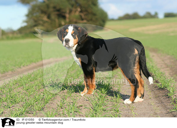 young greater swiss mountain dog / IF-01050