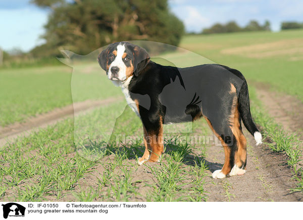 junger Groer Schweizer Sennenhund / young greater swiss mountain dog / IF-01050
