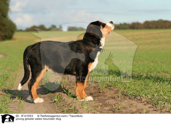 young greater swiss mountain dog / IF-01053