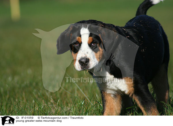junger Groer Schweizer Sennenhund / young greater swiss mountain dog / IF-01059