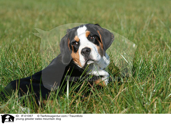 junger Groer Schweizer Sennenhund / young greater swiss mountain dog / IF-01067