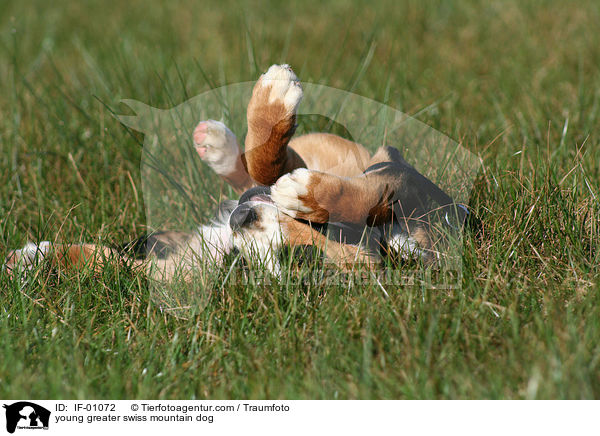 junger Groer Schweizer Sennenhund / young greater swiss mountain dog / IF-01072