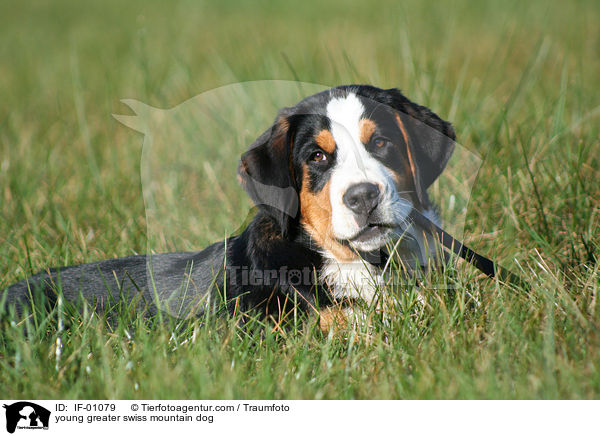 young greater swiss mountain dog / IF-01079