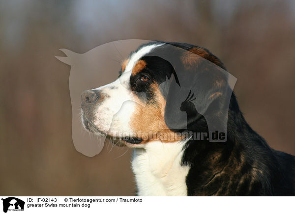 Groer Schweizer Sennenhund / greater Swiss mountain dog / IF-02143