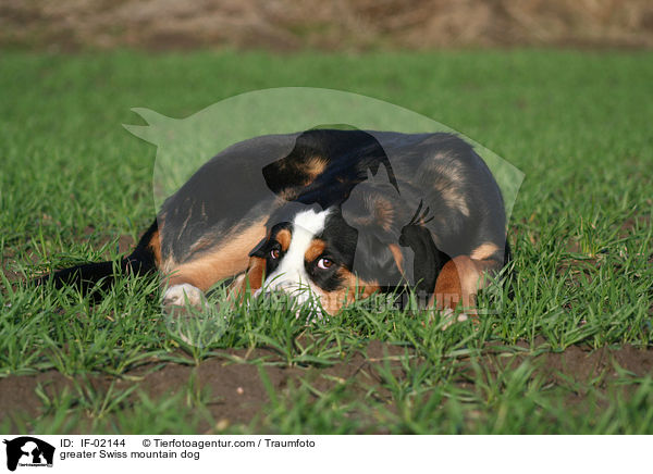Groer Schweizer Sennenhund / greater Swiss mountain dog / IF-02144