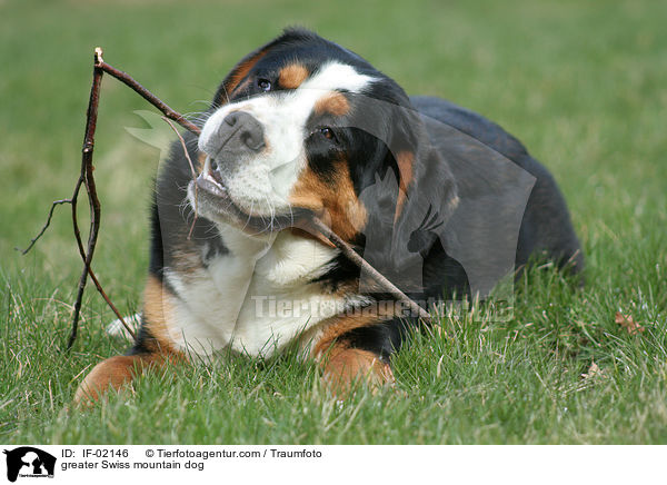 greater Swiss mountain dog / IF-02146