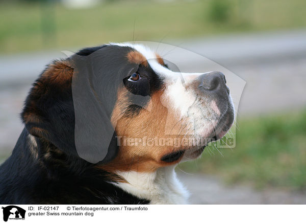 Groer Schweizer Sennenhund / greater Swiss mountain dog / IF-02147