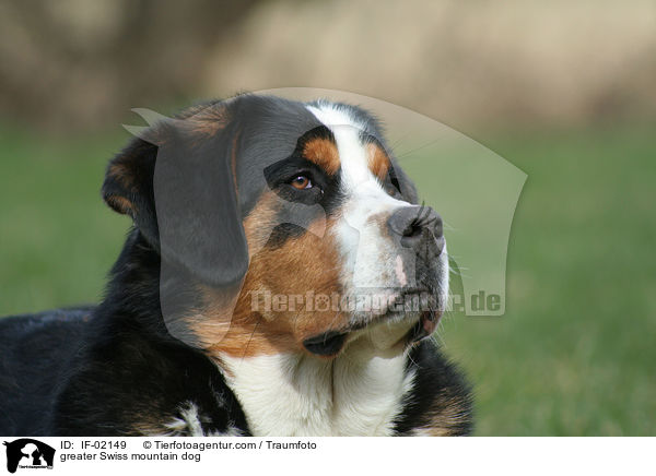 Groer Schweizer Sennenhund / greater Swiss mountain dog / IF-02149
