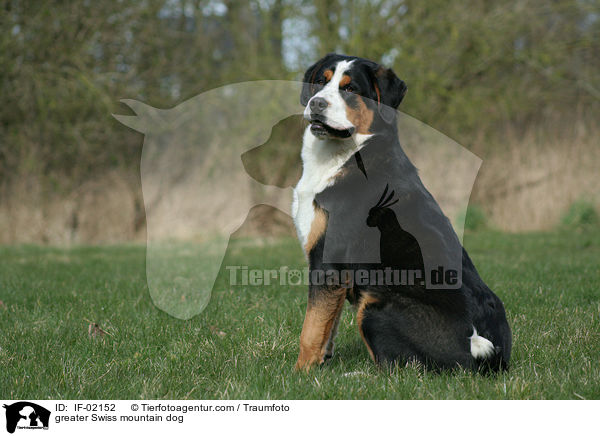 greater Swiss mountain dog / IF-02152