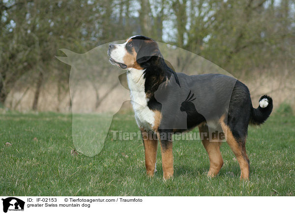 Groer Schweizer Sennenhund / greater Swiss mountain dog / IF-02153