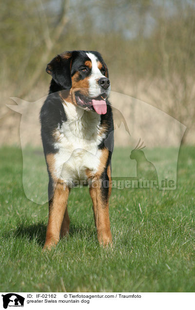 Groer Schweizer Sennenhund / greater Swiss mountain dog / IF-02162