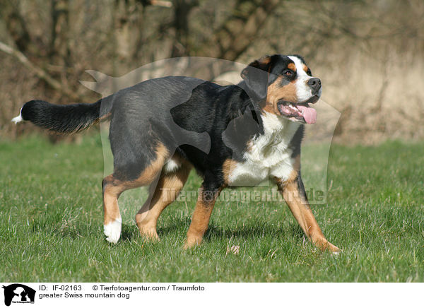 Groer Schweizer Sennenhund / greater Swiss mountain dog / IF-02163