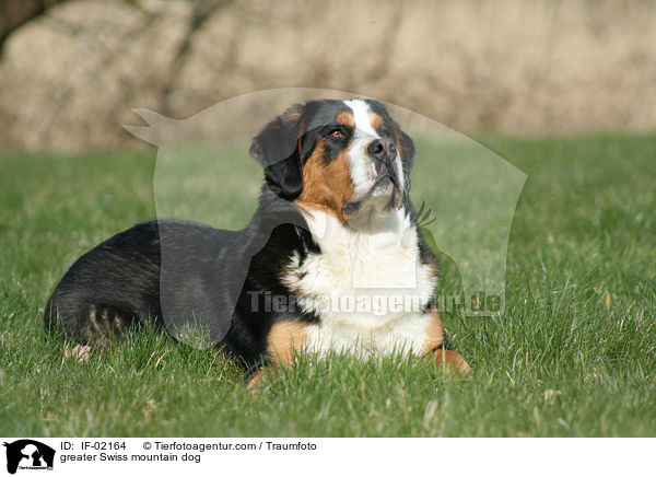 Groer Schweizer Sennenhund / greater Swiss mountain dog / IF-02164