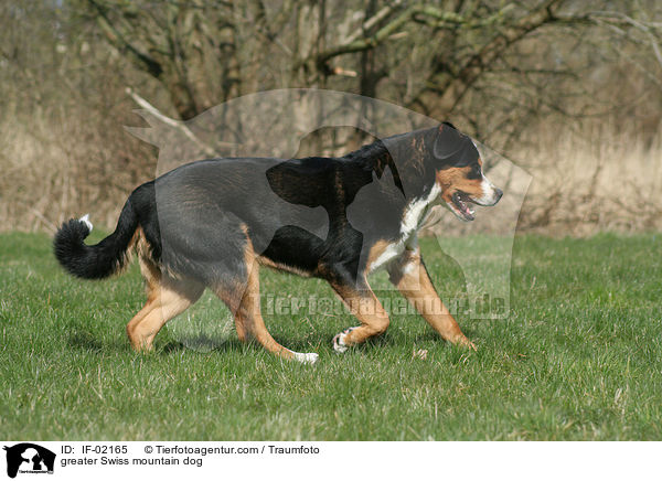 Groer Schweizer Sennenhund / greater Swiss mountain dog / IF-02165