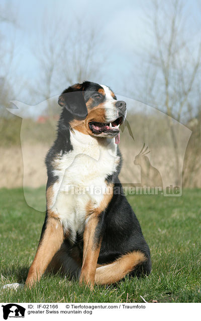 Groer Schweizer Sennenhund / greater Swiss mountain dog / IF-02166