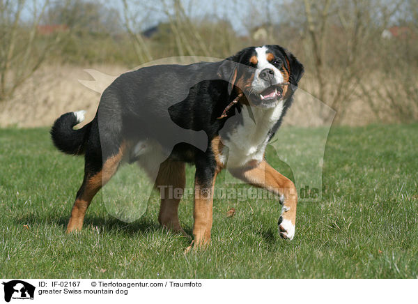 Groer Schweizer Sennenhund / greater Swiss mountain dog / IF-02167